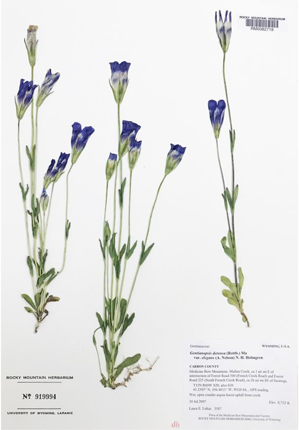 Specimen of Rocky Mountain fringed gentian collected in 2007 by Laura Lukas.