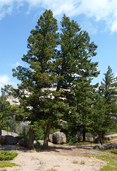 Image of Wyoming native trees in Vedauwoo, in Medicine Bow National Forest.
