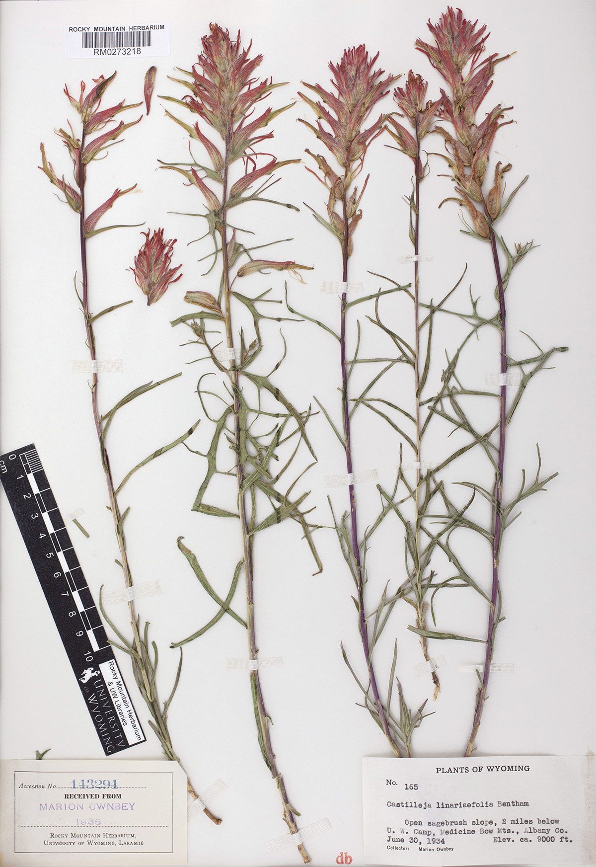 Photo of Indian Paintbrush specimen